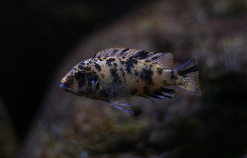 Maylandia zebra 'Nkhungu Reef'